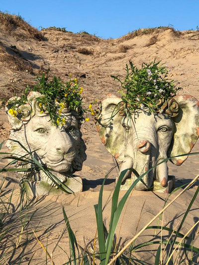 Kiniun Lion planter